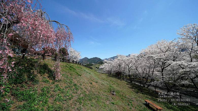 「天岩戸の湯」の桜（2021年撮影）