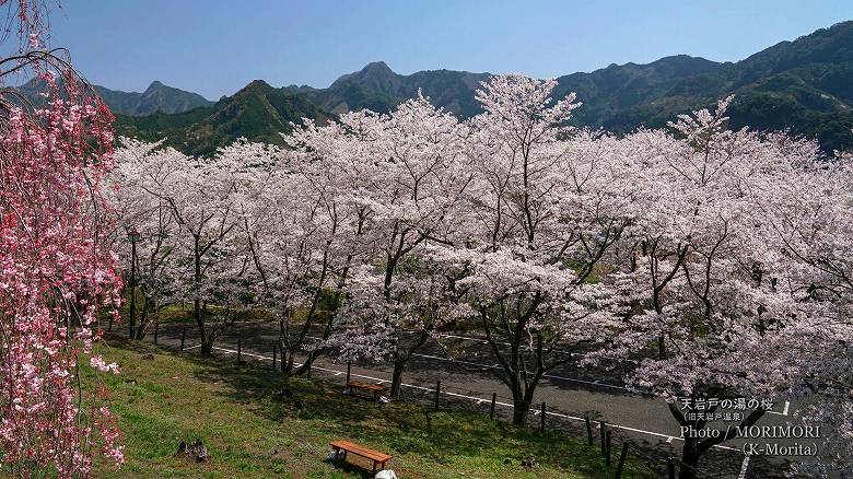 「天岩戸の湯」の桜（2021年撮影）