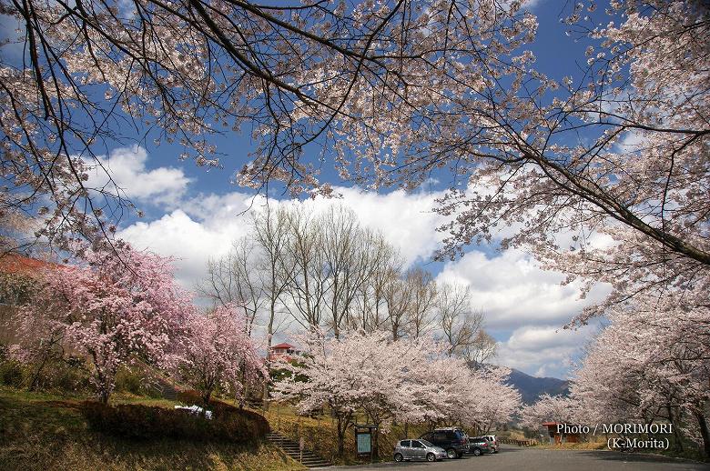 「天岩戸の湯」(旧天岩戸温泉)の桜（高千穂町）