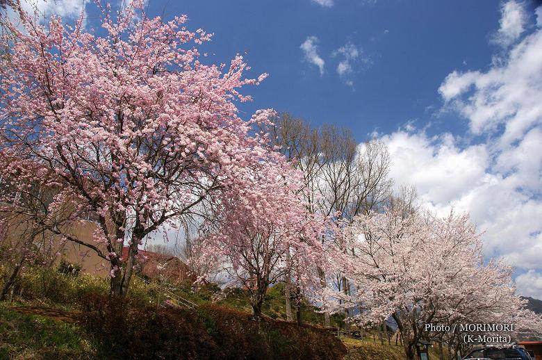 「天岩戸の湯」(旧天岩戸温泉)の桜（高千穂町）