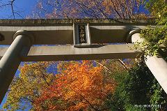 鳥居と紅葉