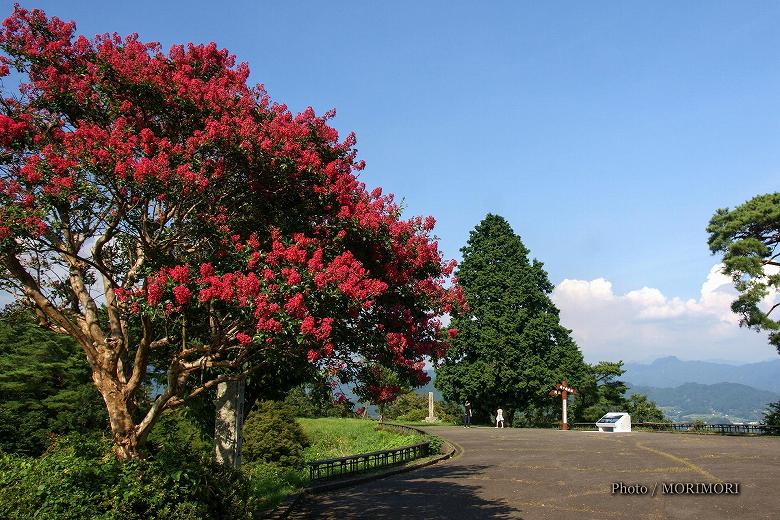 夏の 国見ヶ丘（サルスベリの花）