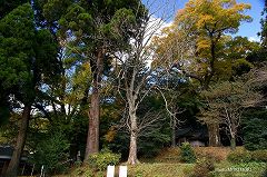 左が天然記念物のイチョウ、右がケヤキです。