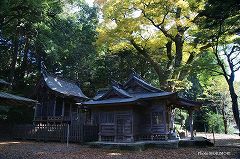 神社全体と奥にケヤキ