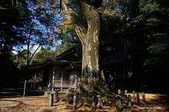 下野八幡大神社のケヤキ