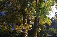 下野八幡大神社のケヤキ