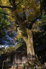 下野八幡大神社のケヤキ