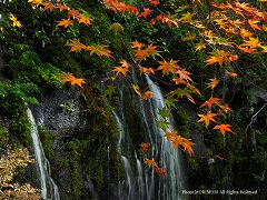 高千穂峡の紅葉　玉垂の滝