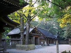 天岩戸神社のイチョウの木