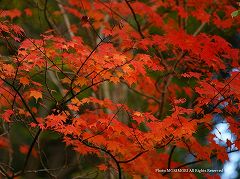 四季見原の紅葉