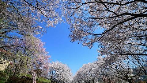 「天岩戸の湯」の桜（2021年撮影）