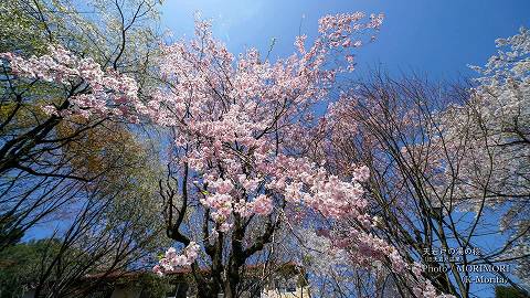 「天岩戸の湯」の桜（2021年撮影）