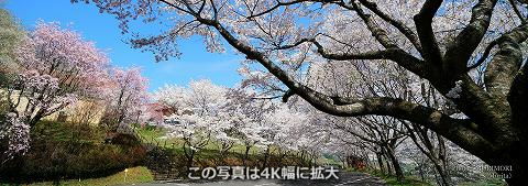 「天岩戸の湯」の桜（2021年撮影）