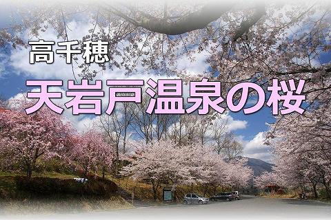 「天岩戸の湯」(旧天岩戸温泉)の桜（高千穂町）