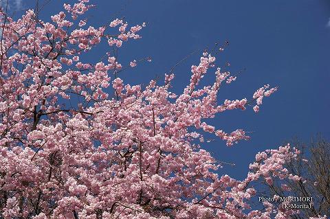 「天岩戸の湯」(旧天岩戸温泉)の桜（高千穂町）