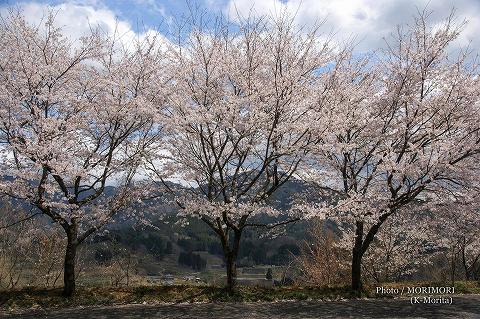 「天岩戸の湯」(旧天岩戸温泉)の桜（高千穂町）