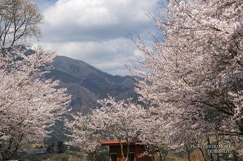 「天岩戸の湯」(旧天岩戸温泉)の桜（高千穂町）