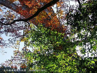 高千穂峡の紅葉｜高千穂大橋の下より