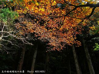 高千穂峡の紅葉｜玉垂れの滝の脇のところ