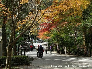 高千穂峡の紅葉｜真名井の滝上の橋のところ