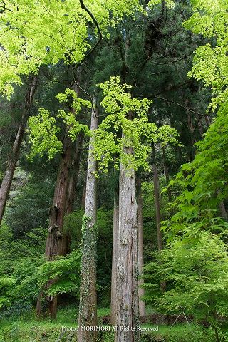 高千穂峡の新緑　2010年撮影　06