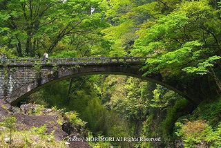 高千穂峡の新緑　2010年撮影　09　神橋