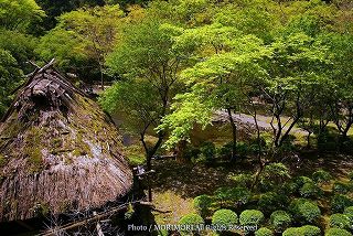 高千穂峡の新緑　03