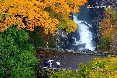 高千穂峡の紅葉（神橋付近）