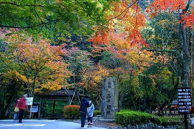 高千穂峡の紅葉（おのころ池付近）