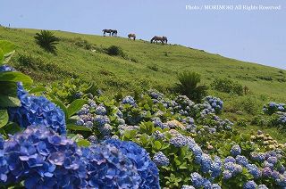 都井岬のアジサイの写真　