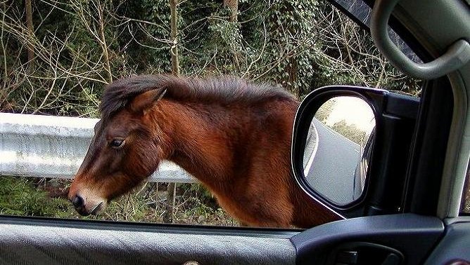 都井岬 ゲートの先はスピードを控えて安全運転で