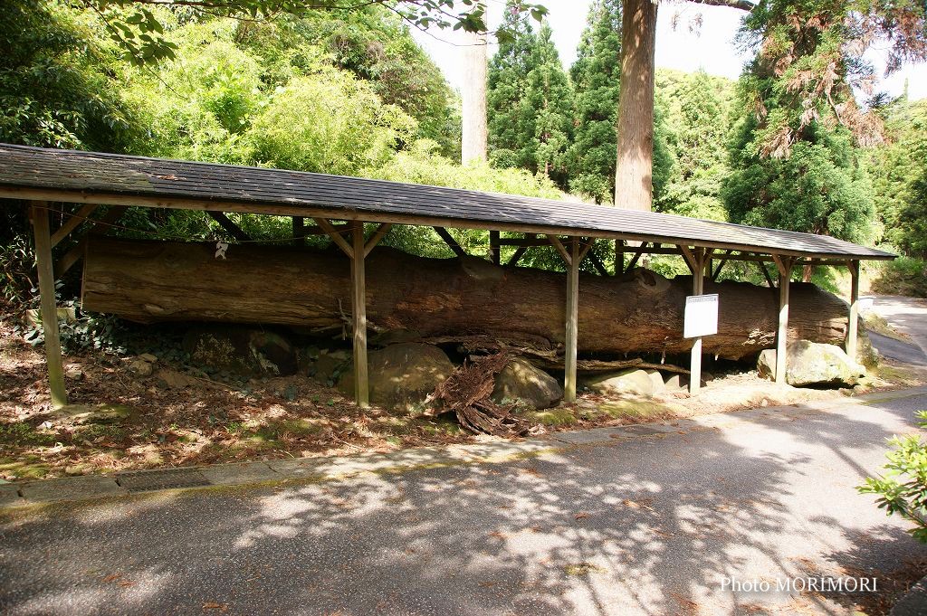 ■ 鵜戸山一本杉 03 鵜戸山一本杉 03