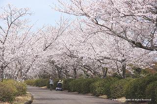 一堂ヶ丘公園の桜並木